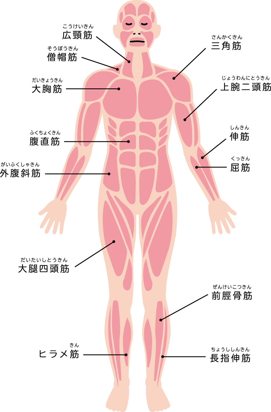 人体の筋肉