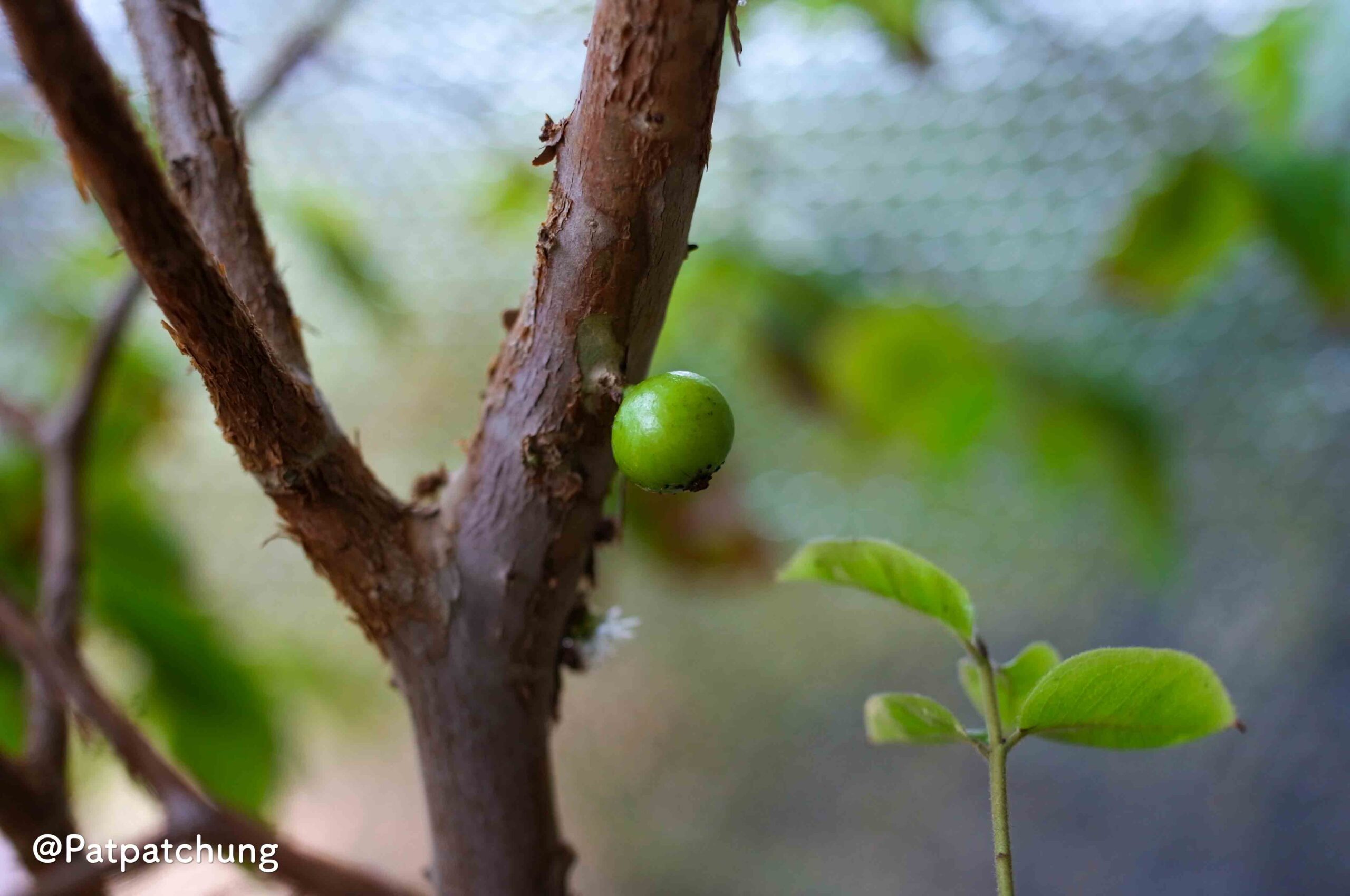 【3304日目】ジャボチカバ（大葉系）①
