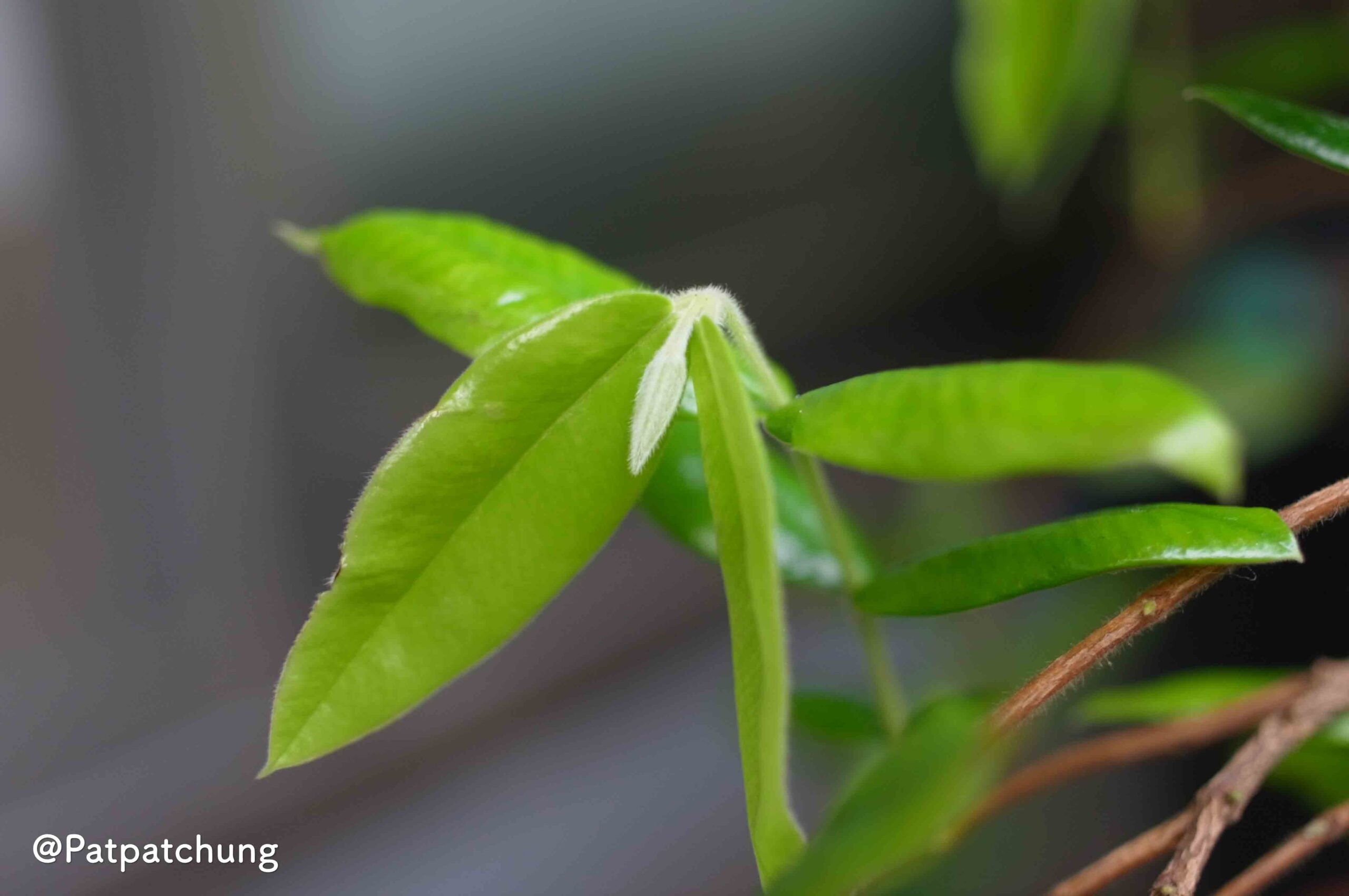 【566日目】イエロージャボチカバ