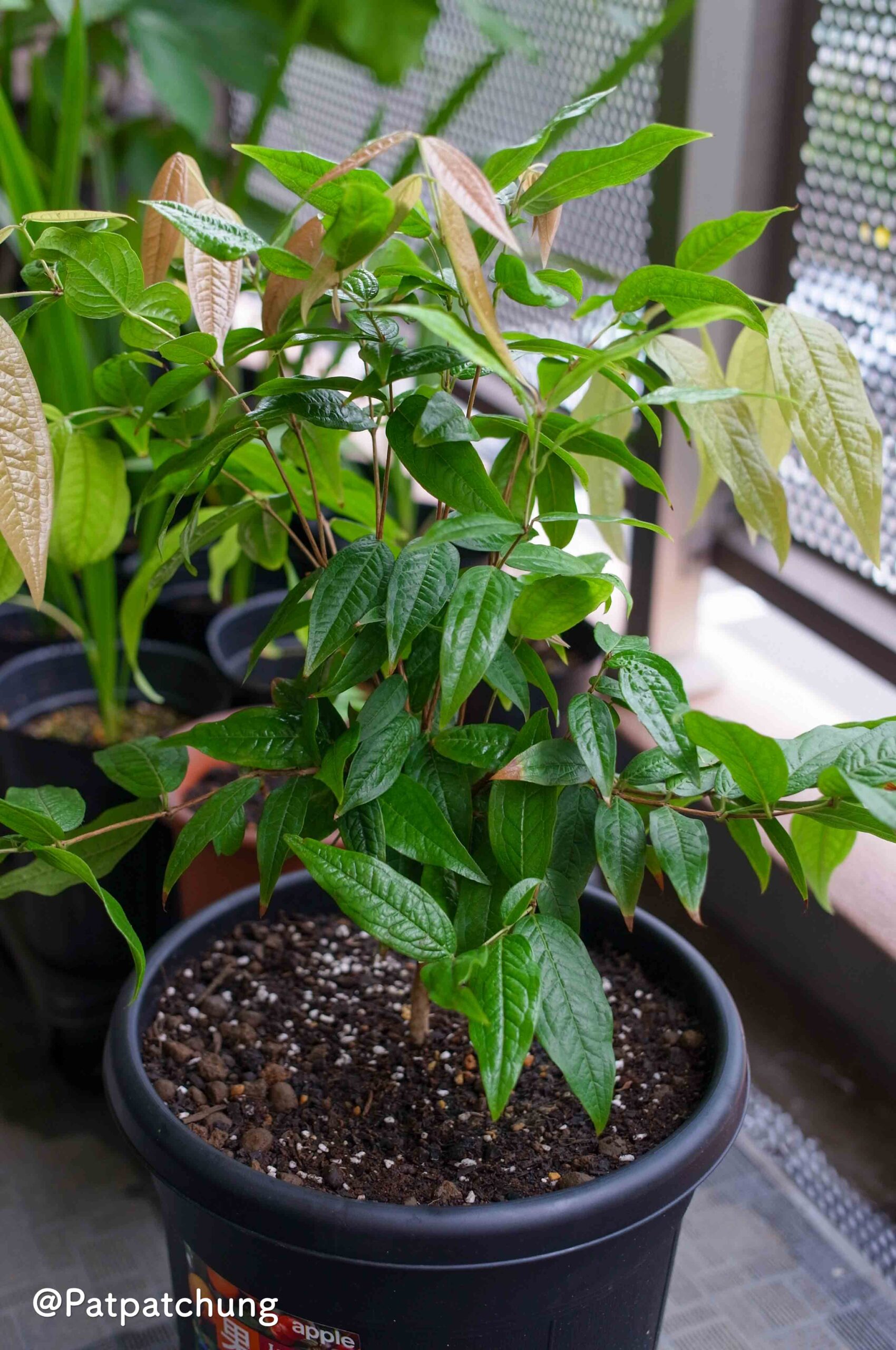 【430日目】ジャボチカバ・ブランカ