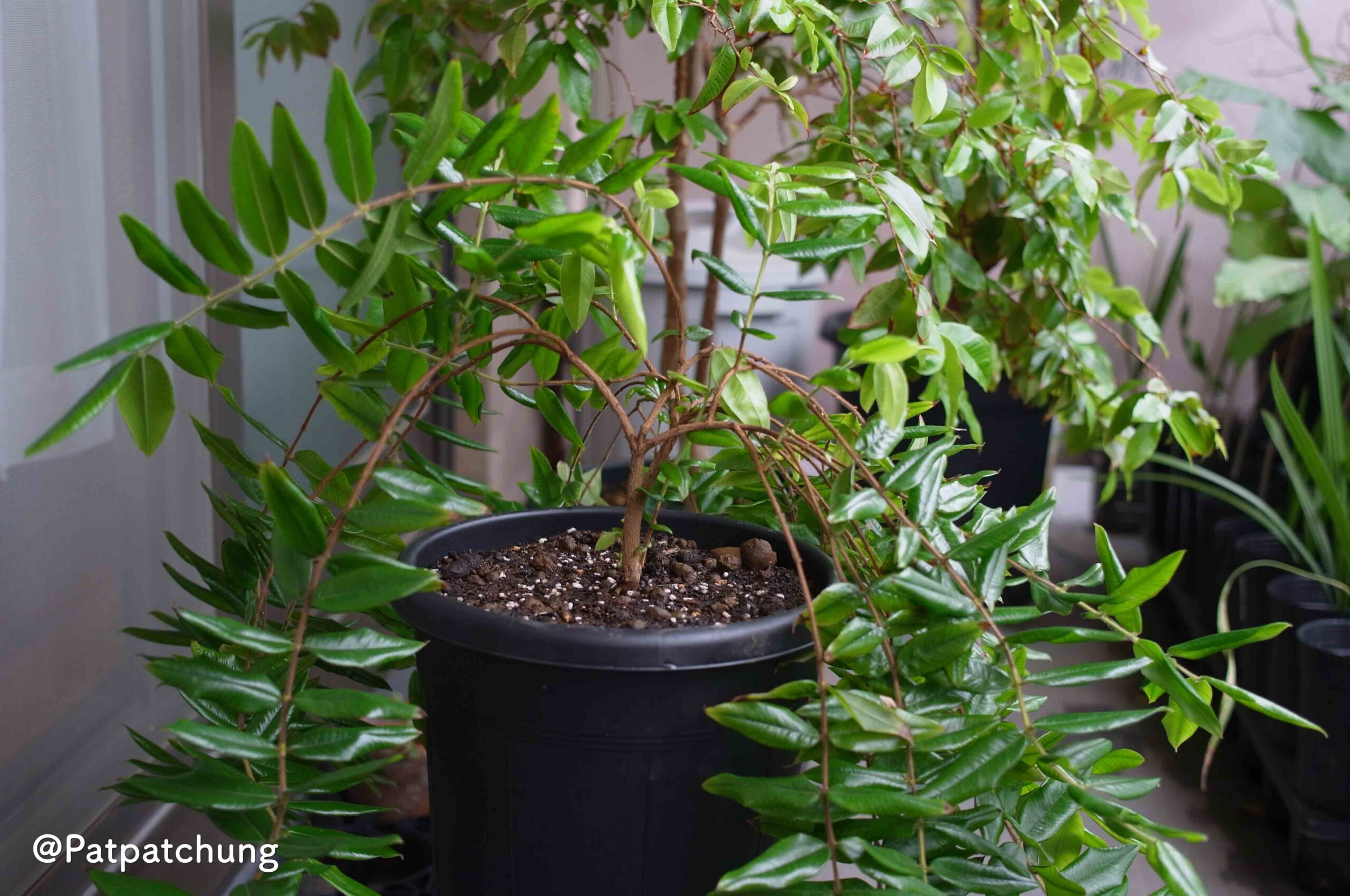 【581日目】イエロージャボチカバ